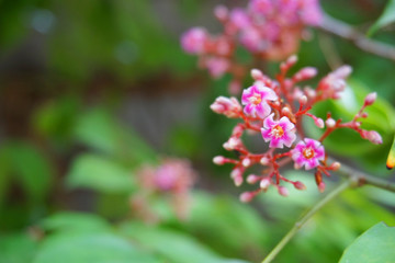 Vibrant beautiful botanic garden with various flowers and leaves in spring time with purple blurred background