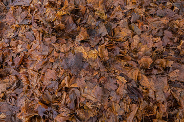 Textur Herbstlaub Blätter erdfarben