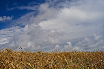 Plakat Weizenfeld unter dramatischem Himmel