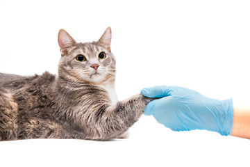 Vet shakes paw cat, healthy pet at the vet