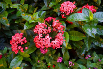 Vibrant beautiful botanic garden with various flowers and leaves in spring time with purple blurred background