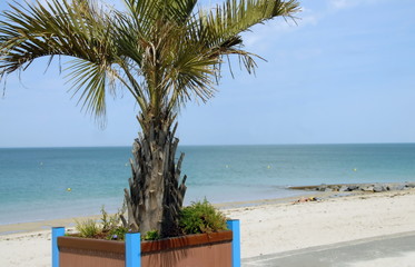 Palmier dans un bac en bois en bord de mer, ville de Donville-les-Bains, département de la Manche, France