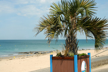 Palmier dans un bac en bois en bord de mer, ville de Donville-les-Bains, département de la Manche,...