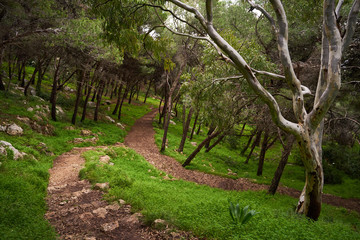 Regional Park of Porto Selvaggio in Salento - Particular - Italy