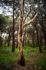 Regional Park of Porto Selvaggio in Salento - Particular - Italy