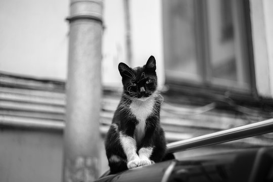 black and white cat on the car