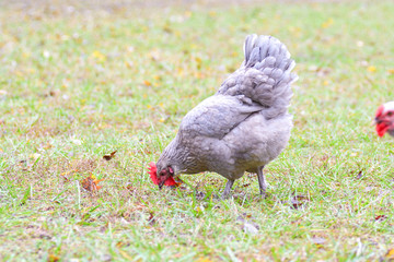 Grey Hen