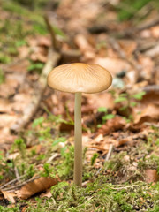 Champignon des bois