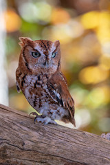 Rust colored Screech Owl Perched on a Log