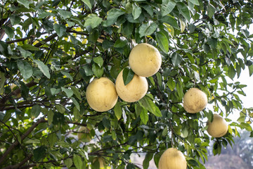 Large yellow fruit Pomelo grows on a tree. A tree with large, juicy, ripe fruits. Big beautiful Pomelo.