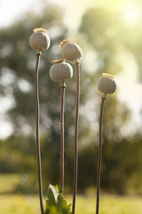 Poppy with seed heads on high stalks