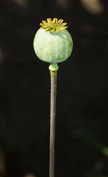 One poppy seed capsule