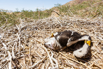 Ohrengeier (Aegypius tracheliotus), im Nest, Jungtier, Namib Wüste, Namib-Naukluft-Nationalpark