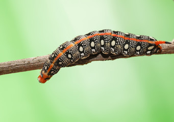 Crawling on tree brunch caterpillar