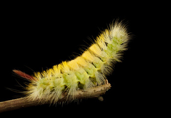 Fototapeta premium Caterpillar stretch on branch top