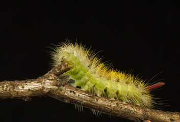 Yellow and green hairy caterpillar with red tail
