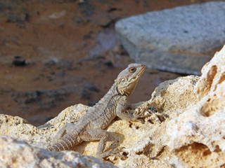 lizard on the stone