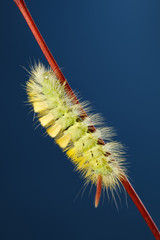 Yellow caterpillar under red stem
