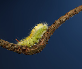 Hairy yellow caterpillar on branch