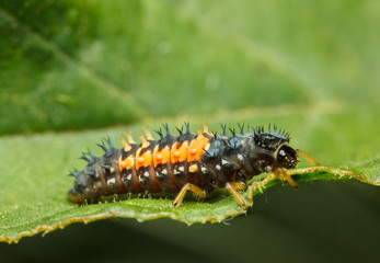 Macro of tiny ladybird larva