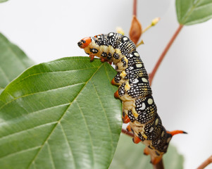 Spurge hawk-moth on leaf