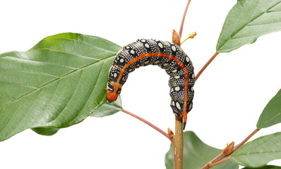 Red horn caterpillar curved on tree twig