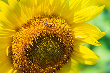 Closeup yellow sunflower with bee in the graden on sunshine day