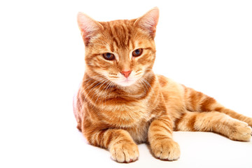 Fototapeta na wymiar Ginger mackerel tabby cat looking directly at the camera isolated on a white background..