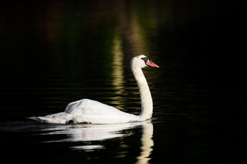 Floating Swan