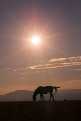 Fototapeta na wymiar Wild Horse at Sunset in the High Desert