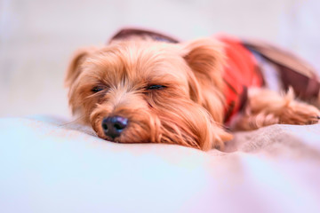 Portrait of a Yorkshire terrier