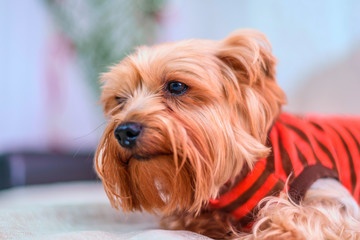 Portrait of a Yorkshire terrier