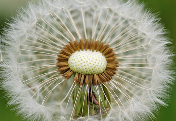 the common dandelion ripe fruits  close up