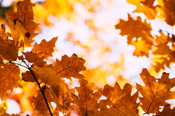 red autumn leaves of oak background