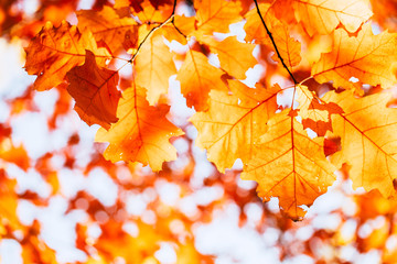 red autumn leaves of oak background