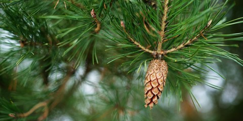 A pine cone on a green branch of a green needle pine background.