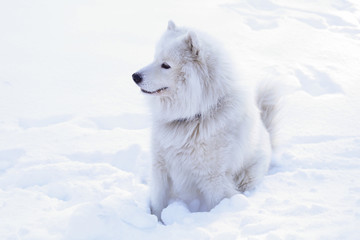 Beautiful dog Samoyed in the forest in the park on the snow