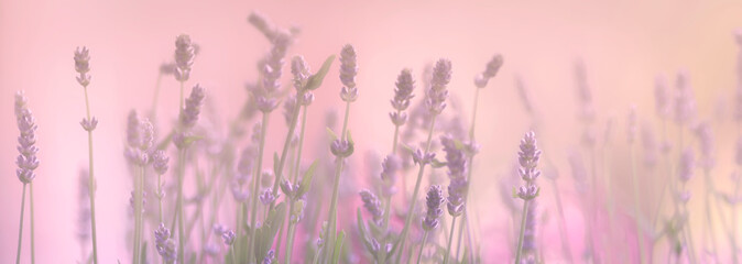 Lavendel Bokeh