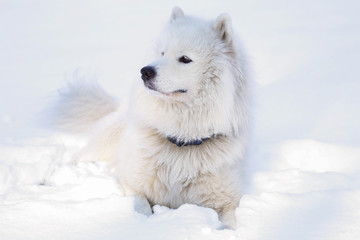 Beautiful dog Samoyed in the forest in the park on the snow