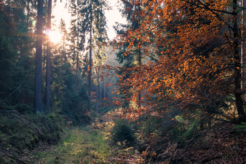 Herbst in Sachsen