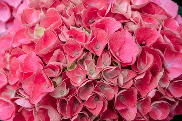 Pink Hydrangea flower