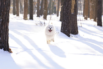 Beautiful dog Samoyed in the forest in the park on the snow