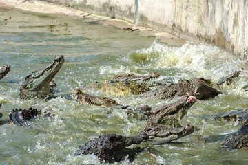 Group of crocodile eats a chicken In the pond.