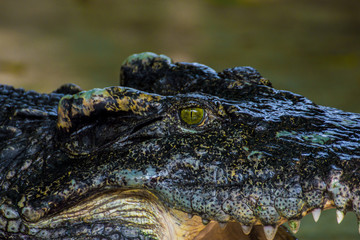Obraz premium The head of a crocodile. Close-up