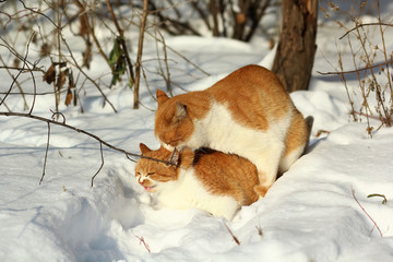 Red cats making love right on snow on sunny winter day outdoors