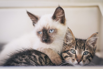 Gatitos adorables