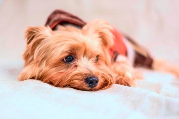 Portrait of a Yorkshire terrier