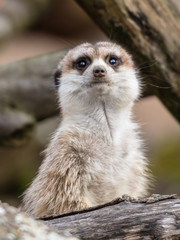 Erdmännchen Suricata suricatta