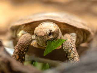 Schildkrotte beim fressen 