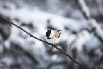 Obraz na płótnie Canvas Image of cute marsh tit bird sitting on the branch in the winter forest on white snow background